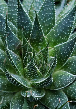 aloe