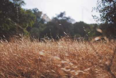 I lunedì del mese – Percorso di aggiornamento in “Integrazione nutrizionale”