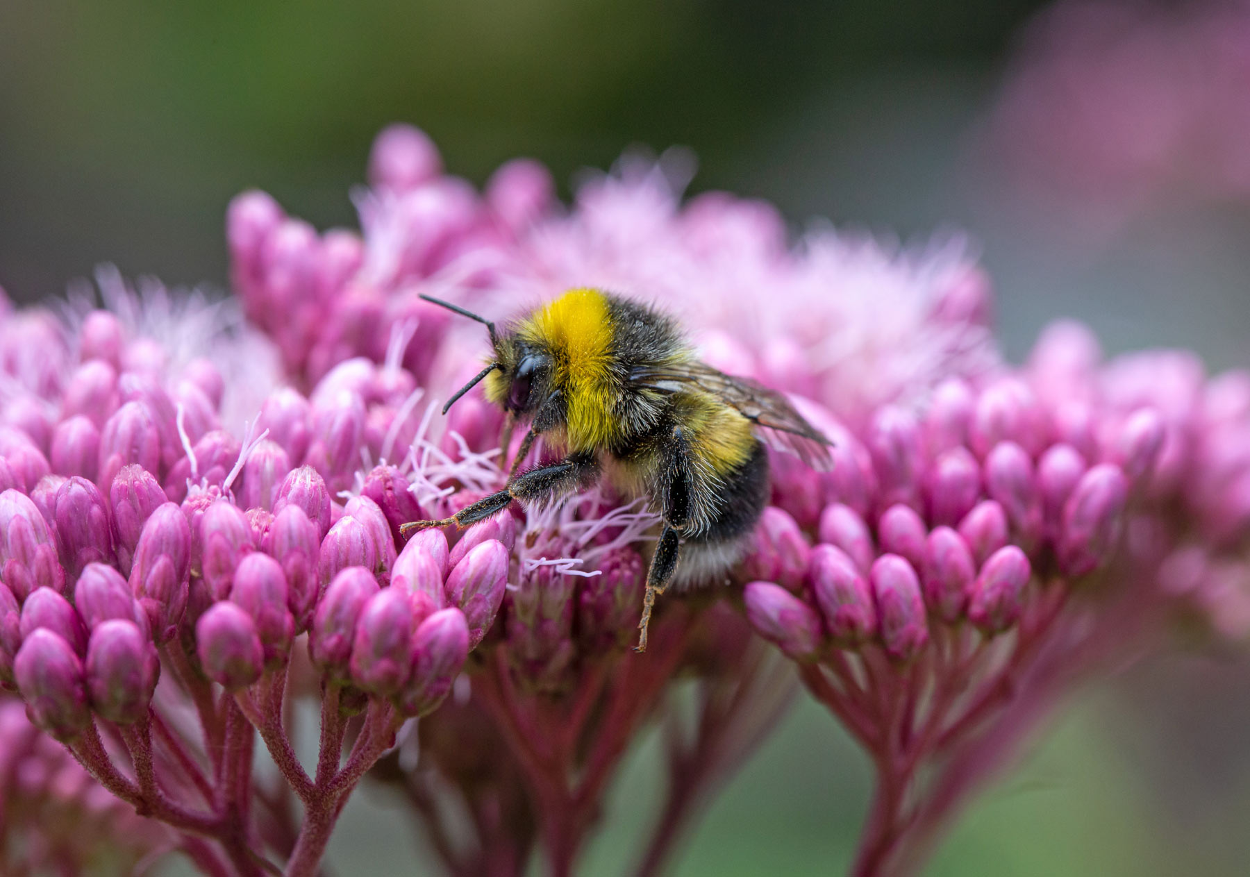 Nathia estratti naturali